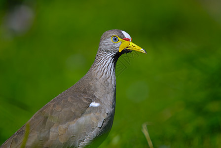 塞内加尔异国千鸟情调动物热带动物园野生动物棕色羽毛荒野图片