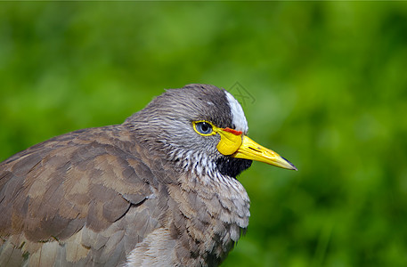 塞内加尔异国热带千鸟荒野棕色鸟类动物羽毛动物园情调图片
