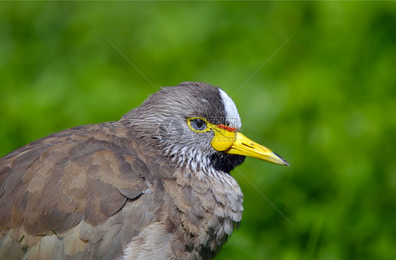 塞内加尔异国热带千鸟荒野棕色鸟类动物羽毛动物园情调图片