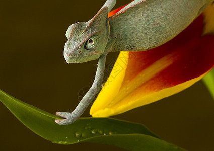郁金香上的变色龙效果绿色舌头黄色爬虫蜥蜴主题颜色动物纹理图片