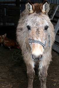 驴子骡子农场动物农家院谷仓背景图片