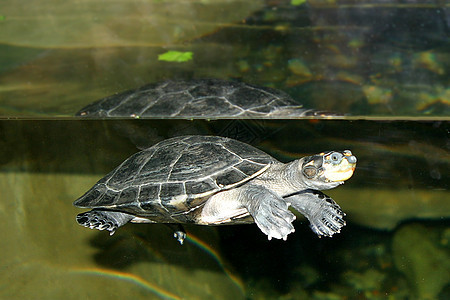 海龟(4674)图片