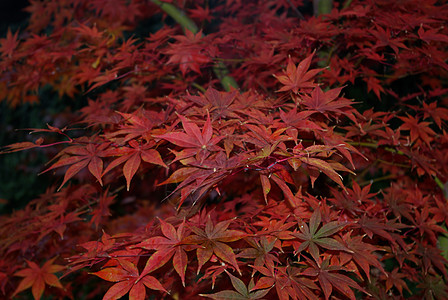 日本红枫叶子树叶掌心红色图片