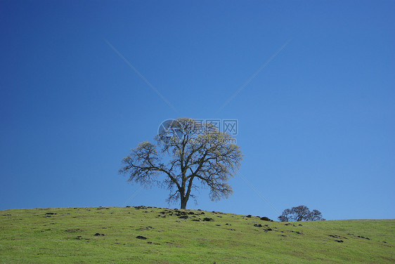 草地山顶上的橡树图片