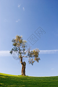 树天空公园晴天地平线风景植物群土地生态国家太阳图片