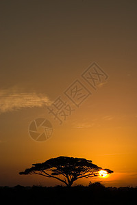 日出时的Acacia树荒野灌木丛太阳日落旅游背光旅行风景植物图片