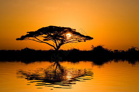 日出时的Acacia树旅行太阳日落背光植物旅游反射荒野灌木丛风景图片