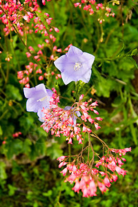 鲜花花朵花瓣园艺叶子植物植物群图片