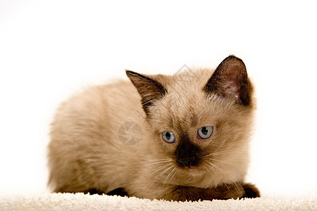 小猫咪动物兽医幼儿宠物猫科家庭悲伤小路短发小猫图片