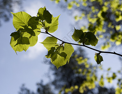 利梅树叶子森林蓝色季节绿色植物天空图片