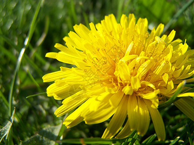 dandelion 宏绿色晴天宏观植物群生长黄色花朵花园杂草花瓣背景图片