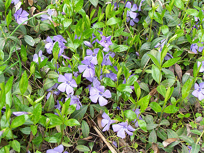 蓝花花生态季节花园公园环境生物学植物群木头日光分支机构图片