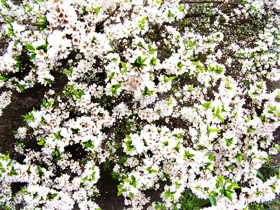 闪亮的樱桃叶子公园树叶宏观生态植物学环境花园分支机构玫瑰图片