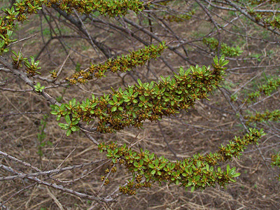 分处公园分支机构生物学环境日光森林树叶木头叶芽植物学图片