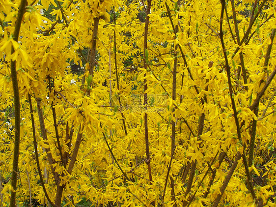 黄花盛开的福塞西亚树丛图片
