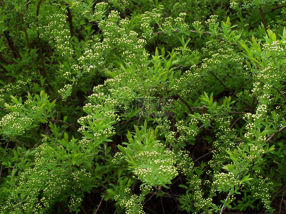 绿树生物学叶芽植物学植物群环境公园日光树叶花园森林图片