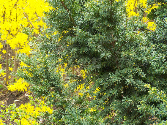 松衬套季节分支机构花园灌木木头树叶环境植物植物群图片