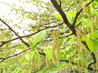 猫石分支机构植物学花园树叶环境木头宏观森林生态公园图片