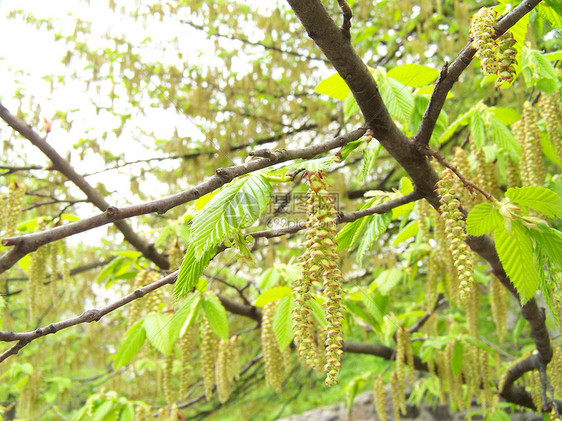 猫石分支机构植物学花园树叶环境木头宏观森林生态公园图片