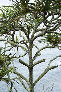 毛伊的拉哈拉树图片
