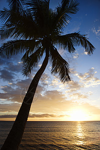 毛伊日落与棕榈树海岸线天空喜兵卫海滩热带地平线照片对象风景自然图片