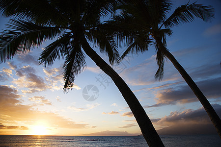 毛伊日落 棕榈树喜兵卫照片海洋地平线天空海滩假期风景自然海景图片