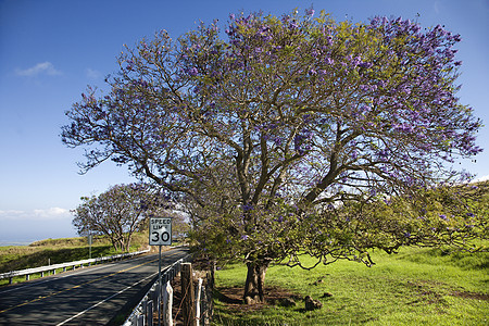 在毛伊与Jacaranda树一起走的路水平旅行园艺风景车道照片图片