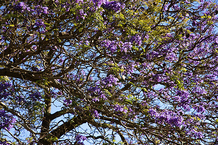夏威夷毛伊的Jacaranda树图片
