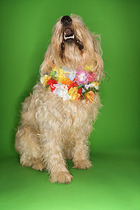 狗穿着莱莉坐着戏服棕色笨蛋混种照片犬类绿色宠物动物热带图片