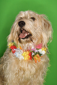 狗穿着莱莉坐着热带戏服照片笨蛋绿色动物宠物棕色犬类混种图片