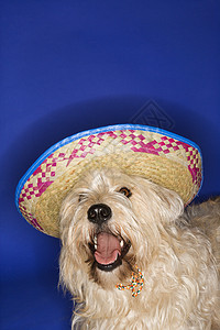 穿着薄膜的狗混种照片蓝色笨蛋宠物棕色动物边帽帽子戏服图片