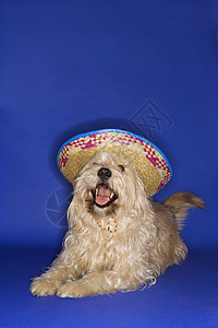 穿着薄膜的狗戏服犬类混种棕色照片边帽蓝色动物宠物帽子图片
