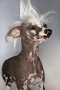 中国的彩色狗肖像犬类凤头头发玩具宠物个性照片异国无毛发型图片