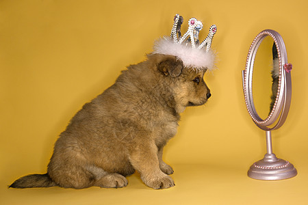 戴皇冠的小狗帽子服装笨蛋版税形象混种照片女王王子犬类图片