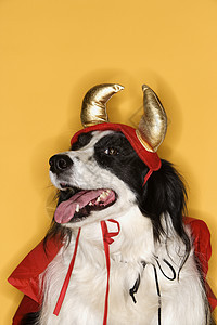 穿魔鬼装扮的边境科利帽子宠物动物混种服装衣服舌头犬类戏服恶作剧图片