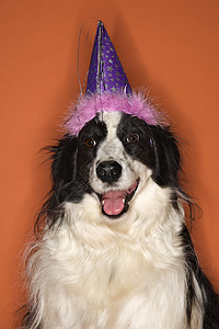 戴帽的狗长发橙子照片服装犬类戏服动物派对笨蛋眼神图片