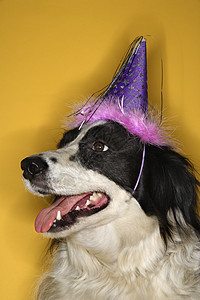 戴帽的狗派对动物帽子犬类宠物黄色长发戏服生日照片图片