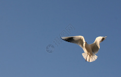 飞向晴蓝天空的海鸥图片
