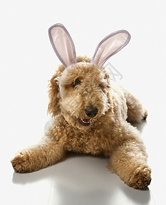 兔子耳朵里的金面狗混种服装动物涂鸦金色杂交种打扮宠物卷曲照片图片