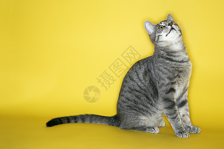 灰色条纹猫抬头看猫科黄色工作室虎斑动物短发宠物照片图片