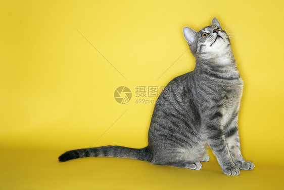 灰色条纹猫抬头看猫科黄色工作室虎斑动物短发宠物照片图片