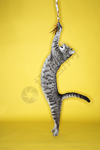 灰猫跳跃攻击玩具图片