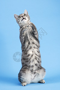 灰色条纹猫坐起来图片