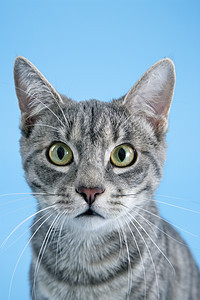 灰色条纹猫的肖像眼神爆头猫科动物动物蓝色照片宠物短发虎斑图片
