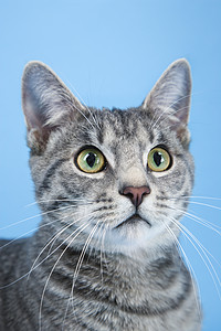 灰色条纹猫的肖像猫科动物动物蓝色宠物照片爆头虎斑短发图片