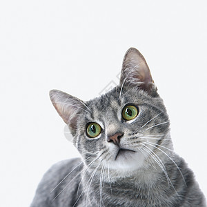 灰色条纹猫的肖像猫科短发动物工作室照片宠物虎斑图片
