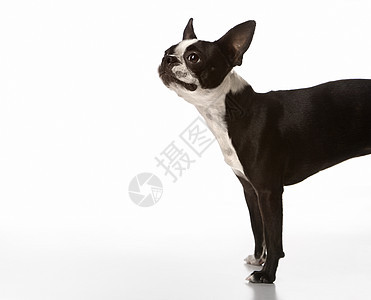 波士顿特瑞尔狗工作室犬类短发照片小狗宠物短毛狗动物玩具图片