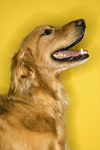 金色的寻宝狗档案图片