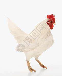 英国老班坦公鸡家畜脚鸡家禽农业英语照片农场宠物动物图片