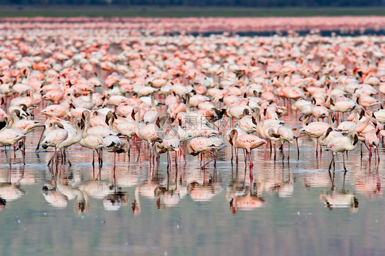 火烈鸟荒野鸟类粉色风景旅行社会羽毛反射团体野生动物图片
